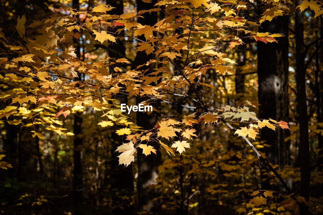 Close-up of autumnal tree in park