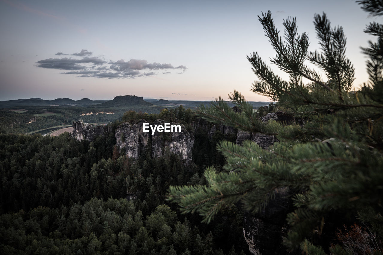 Scenic view of pine trees against sky