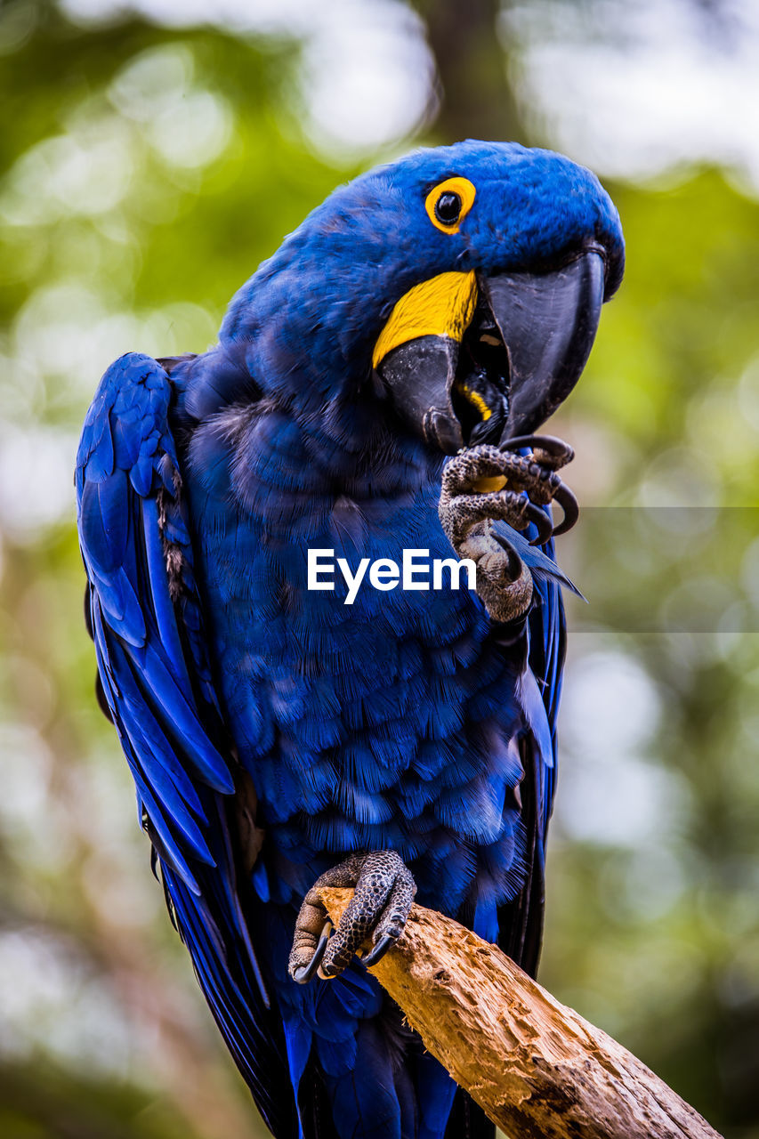 Close-up of blue parrot hyacinth macaw perching on branch eating nut
