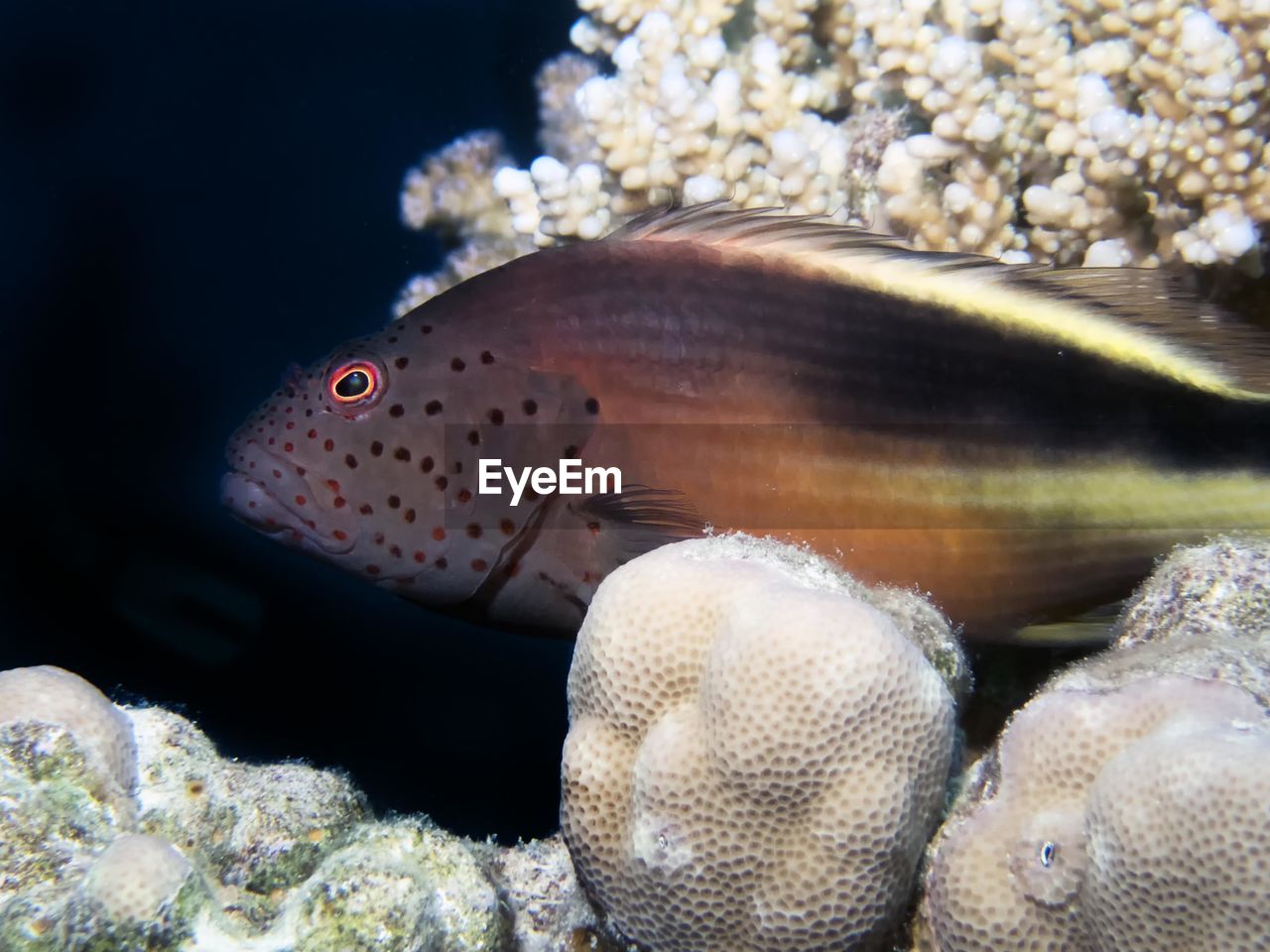 CLOSE-UP OF FISH SWIMMING