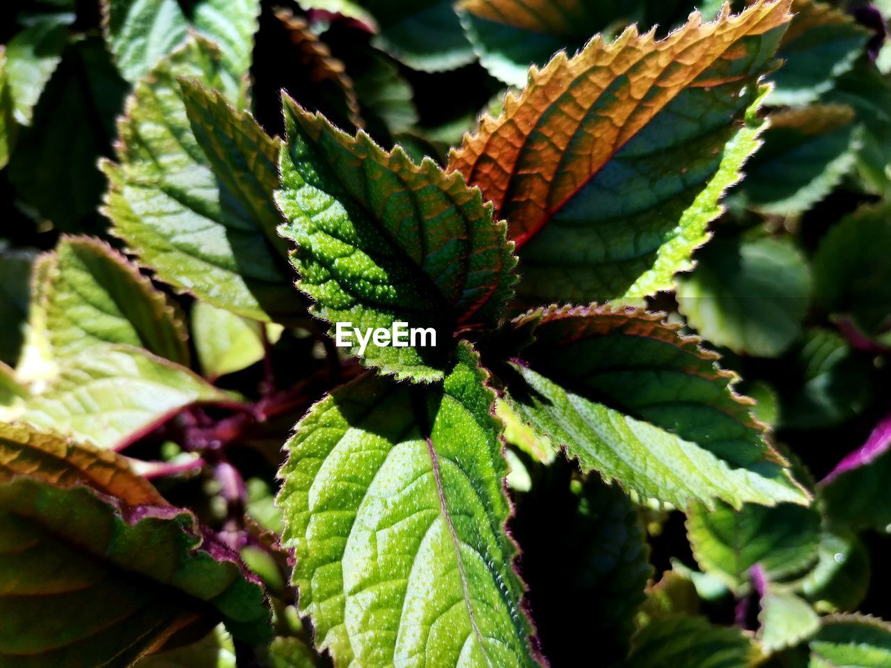 leaf, plant part, plant, flower, growth, green, nature, food, food and drink, close-up, no people, beauty in nature, day, outdoors, shrub, freshness