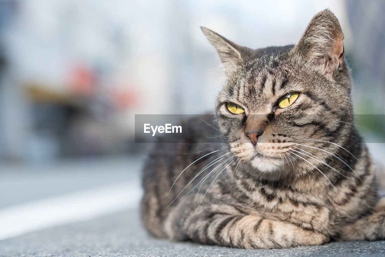 Close-up of tabby cat lying on footpath