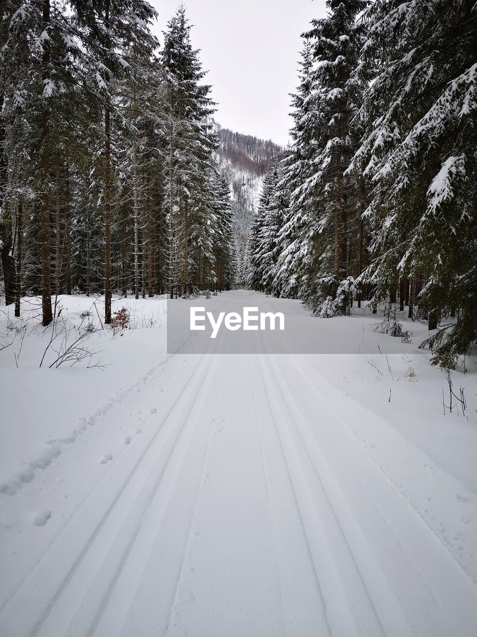 SNOW COVERED ROAD AMIDST TREES DURING WINTER