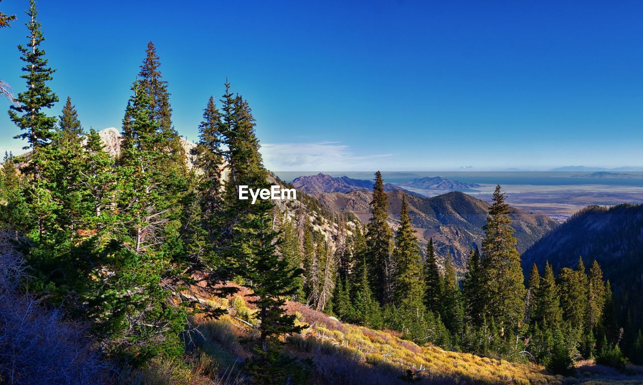 wilderness, plant, tree, scenics - nature, sky, mountain, beauty in nature, pine tree, landscape, nature, coniferous tree, environment, pinaceae, land, mountain range, forest, pine woodland, tranquility, tranquil scene, blue, no people, ridge, non-urban scene, autumn, travel destinations, travel, outdoors, clear sky, woodland, sunlight, day, idyllic, snow, growth, tourism, lake, winter, cloud, mountain peak, cold temperature, water, reflection