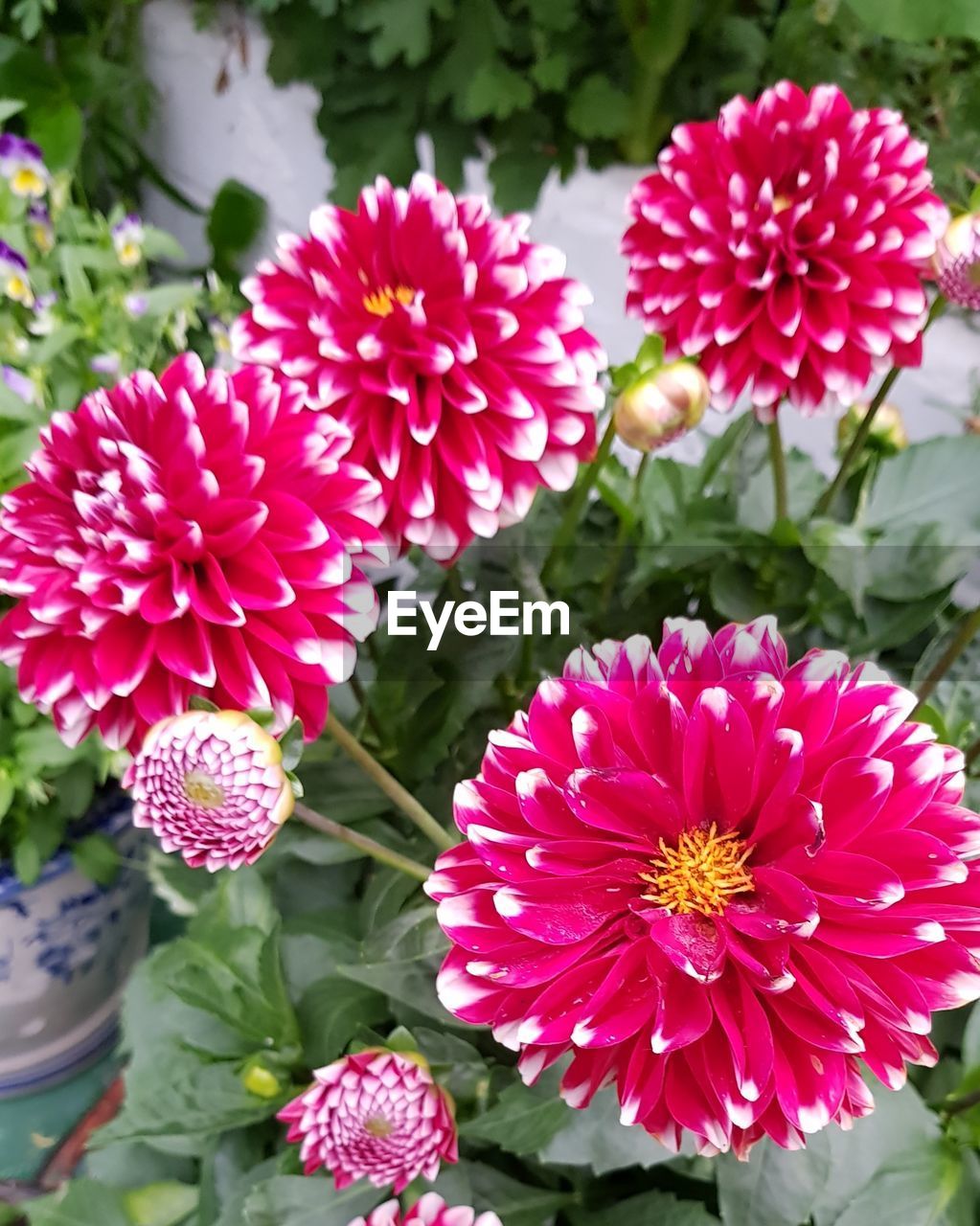 flower, flowering plant, plant, freshness, beauty in nature, fragility, petal, flower head, inflorescence, growth, close-up, pink, nature, dahlia, plant part, leaf, no people, day, outdoors, botany, focus on foreground, red, high angle view, pollen, springtime