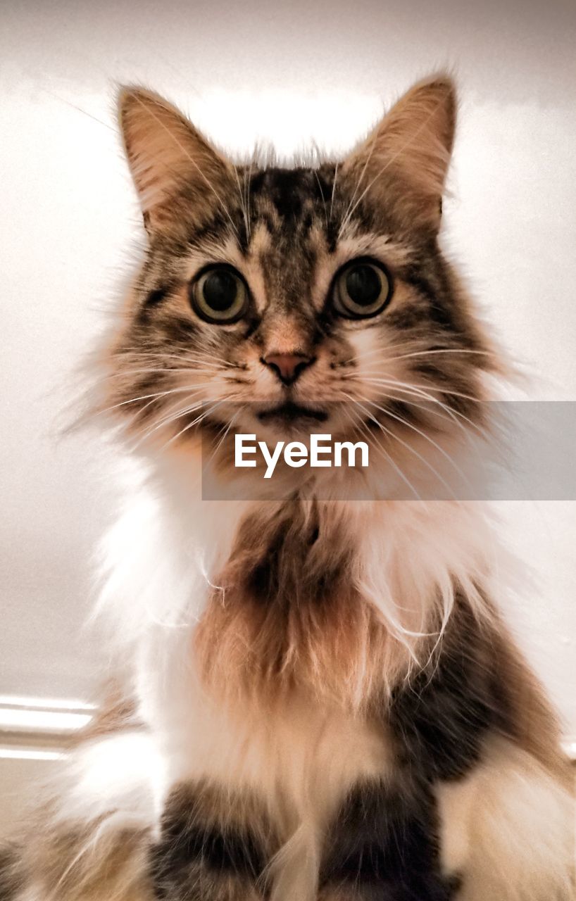 CLOSE-UP PORTRAIT OF CAT ON FLOOR