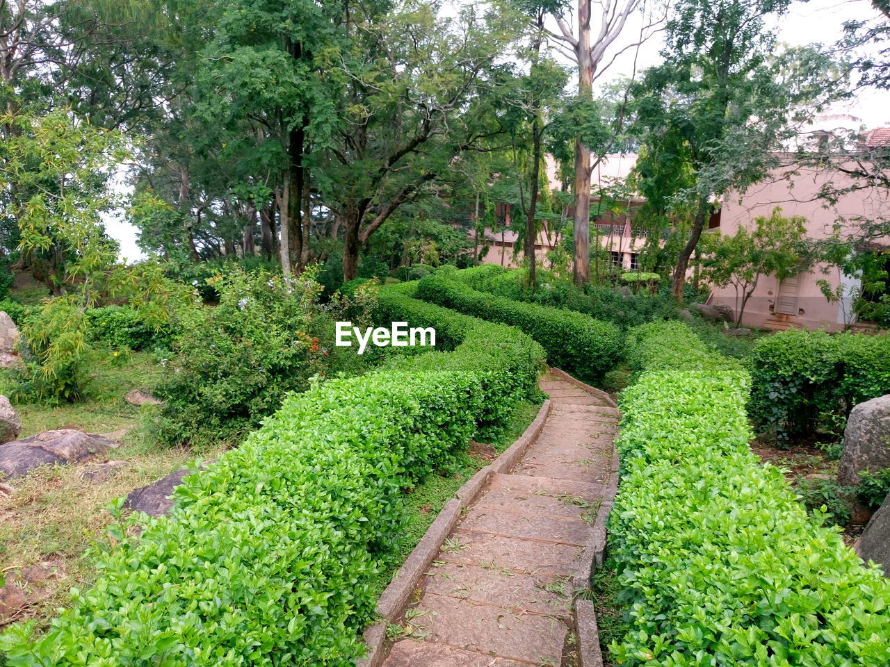 PLANTS AND TREES GROWING IN PARK