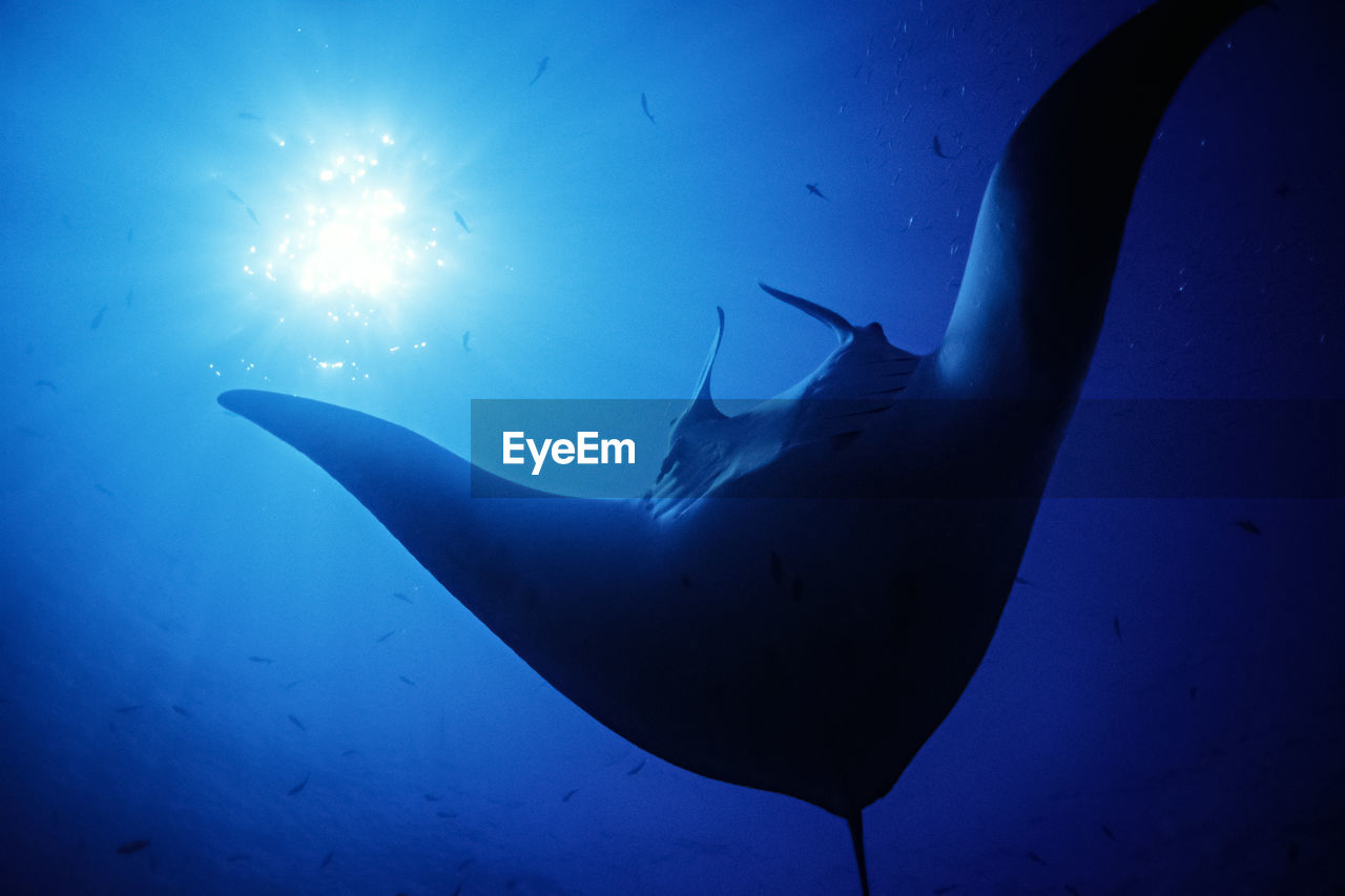 A 16 foot wide manta ray (manta birostris) passes in front of the sun