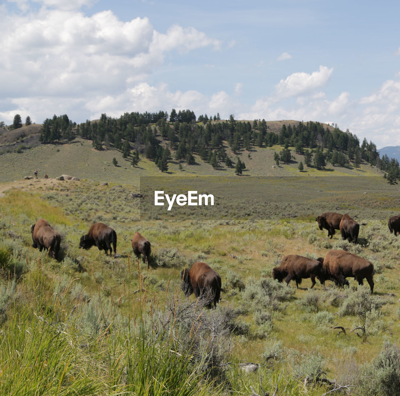 HORSES GRAZING IN FIELD