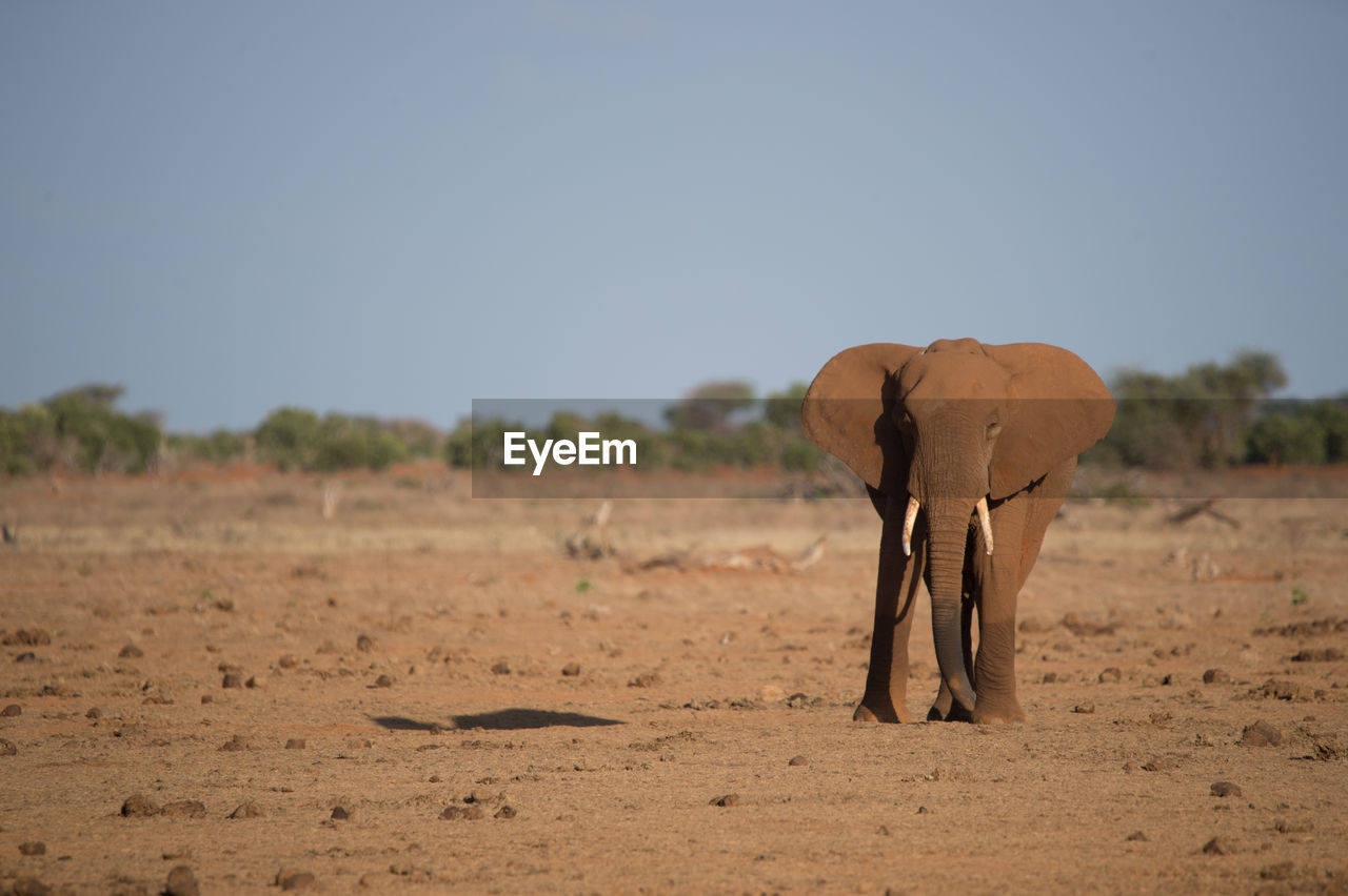 View of elephant on dirt field