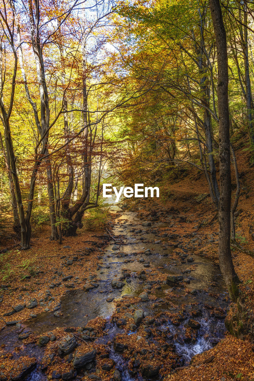 Trees growing in forest during autumn