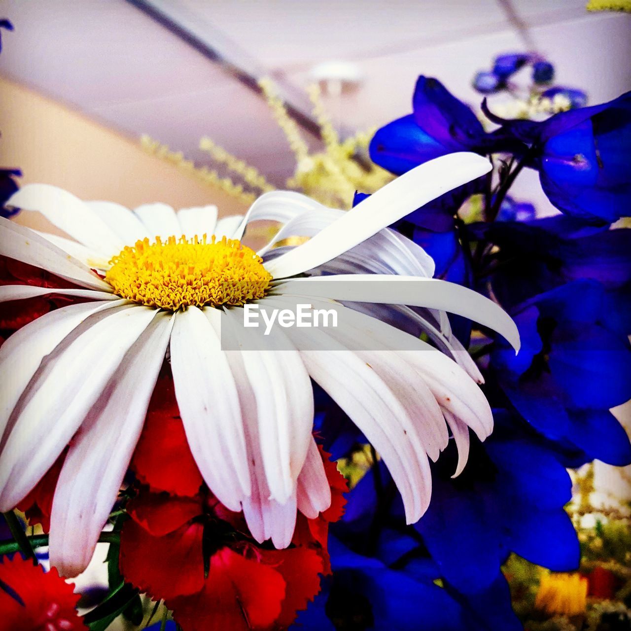 Close-up of yellow flower