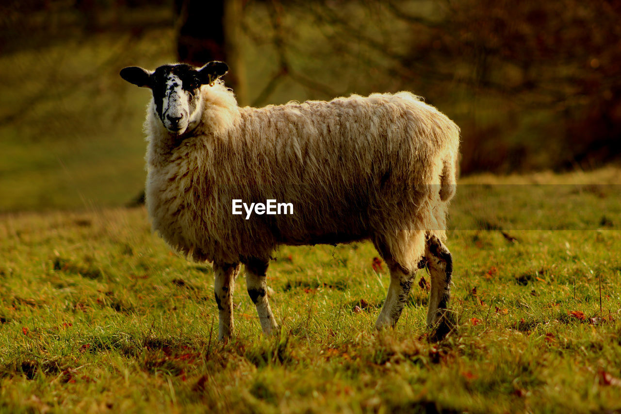 PORTRAIT OF SHEEP IN A FIELD
