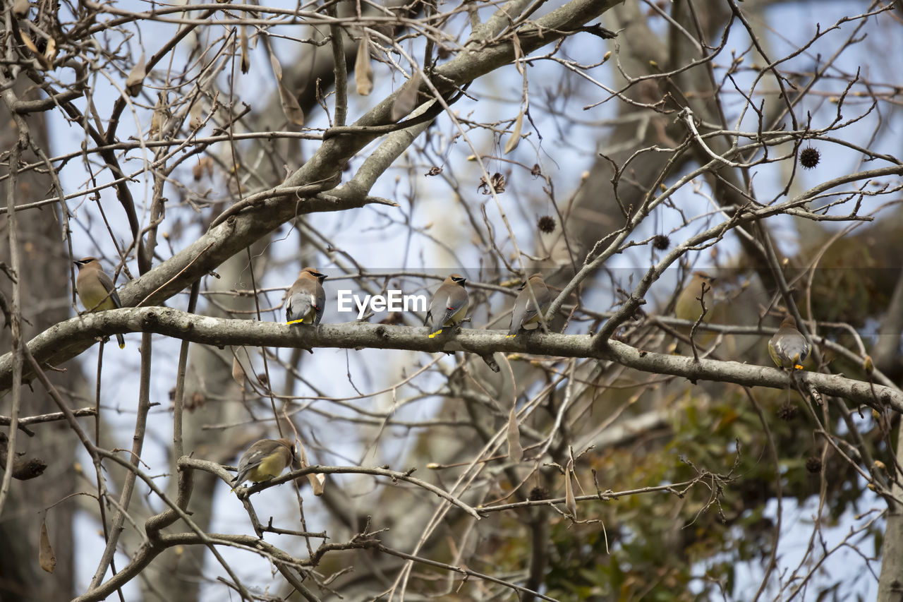 LOW ANGLE VIEW OF BARE TREE BRANCH