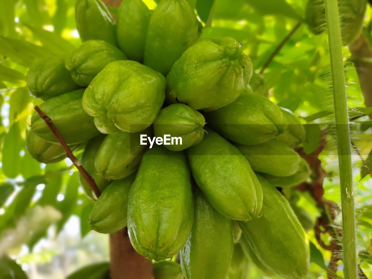 CLOSE-UP OF FRESH GREEN FRUITS ON PLANT