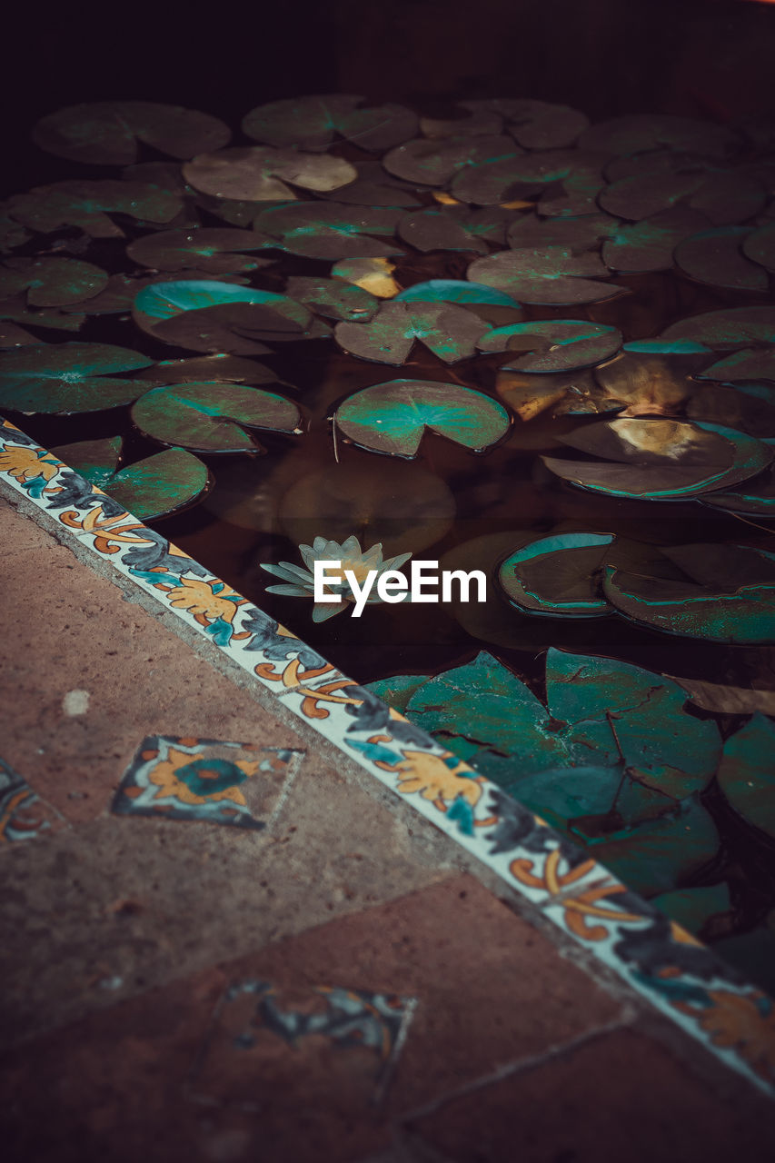 High angle view of flower and leaves on pond