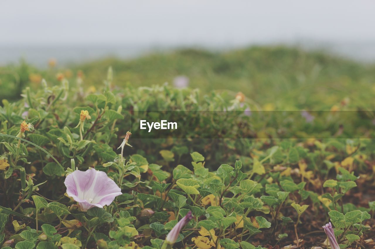 Close-up of flowering plants on land