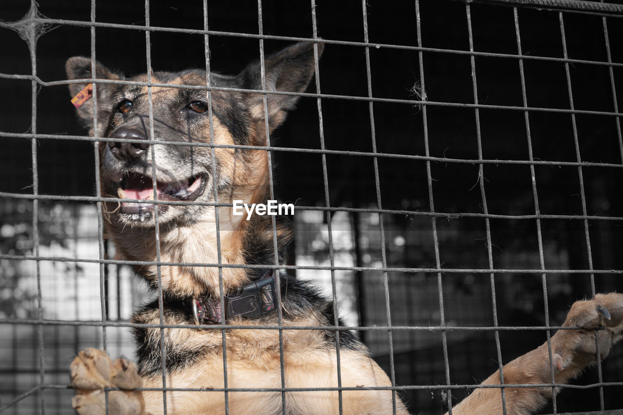 Dog in animal shelter waiting for adoption. portrait of red homeless dog in animal shelter cage.