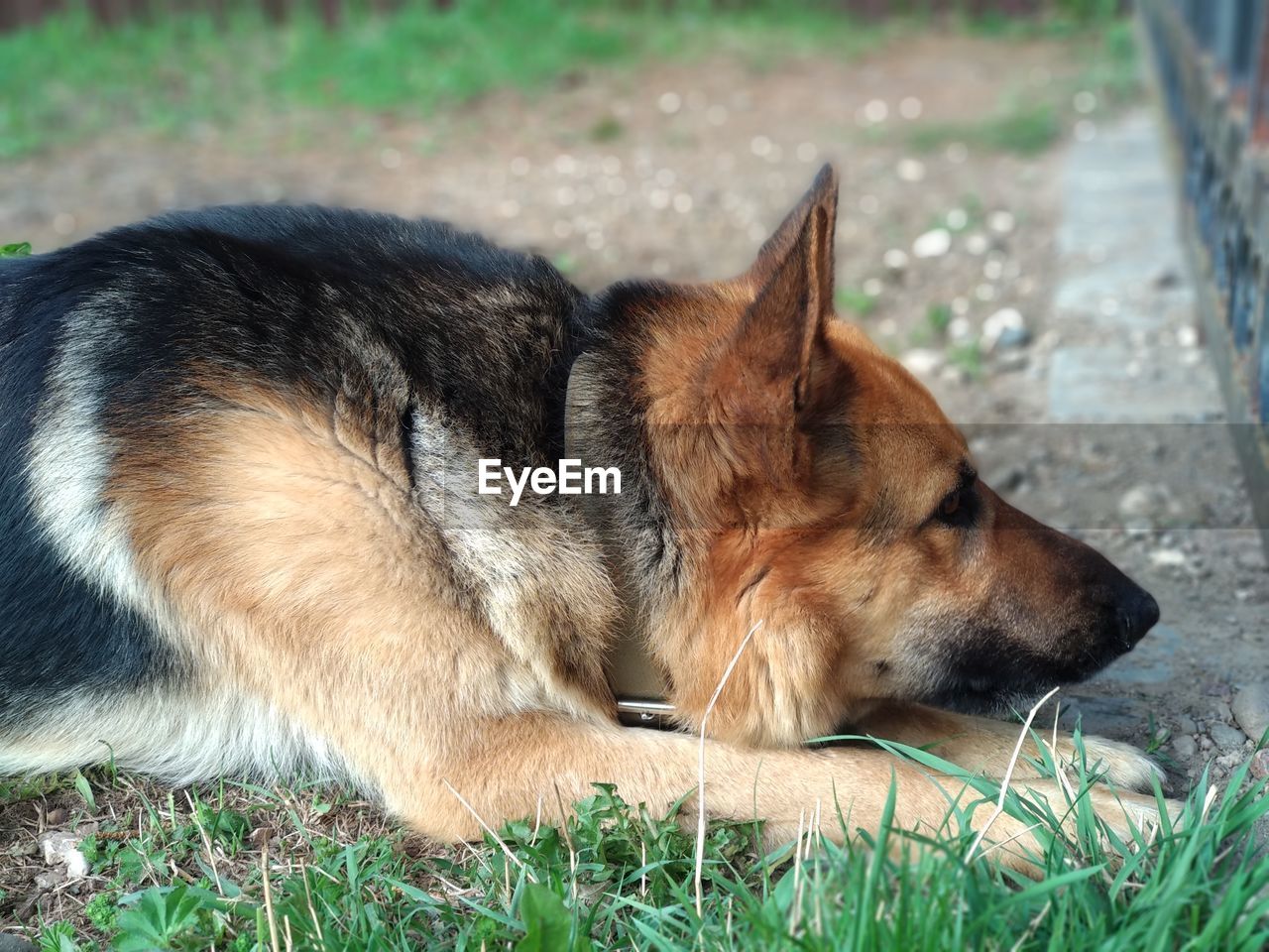 Dog resting on a field