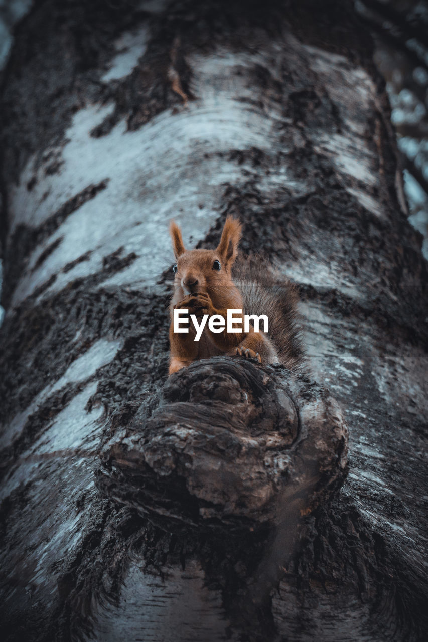 Low angle view of squirrel on tree trunk