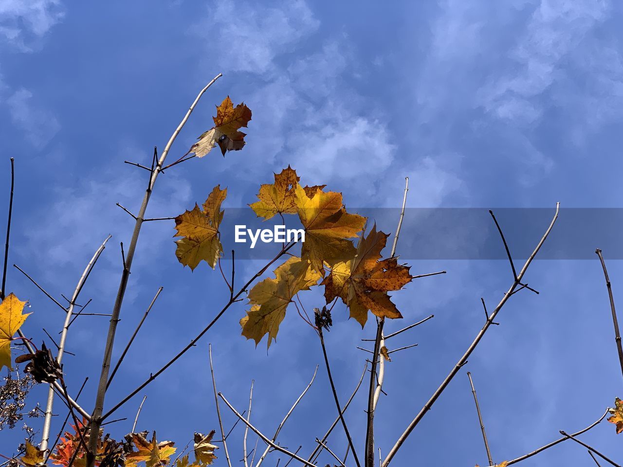 LOW ANGLE VIEW OF MAPLE LEAVES ON TREE AGAINST SKY