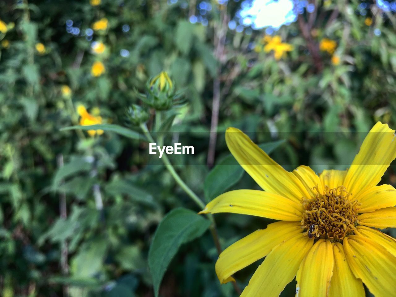 CLOSE-UP OF YELLOW FLOWER BLOOMING