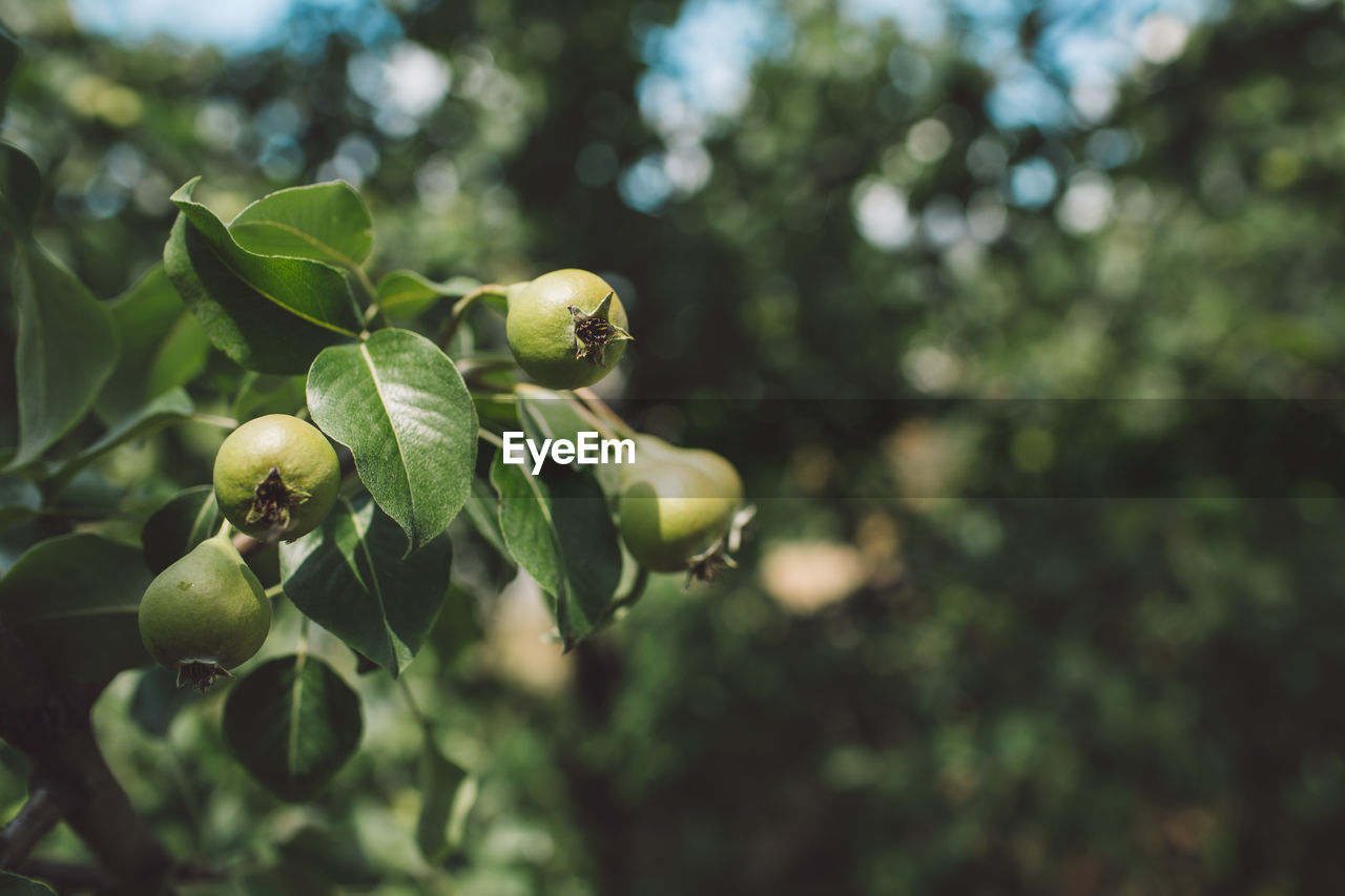 Close-up of fruits growing on tree