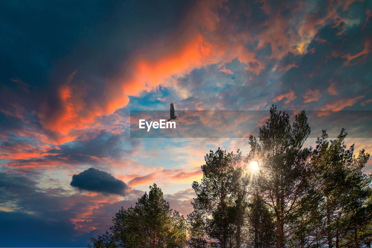 Low angle view of sun streaming through clouds during sunset and flying bird  through it