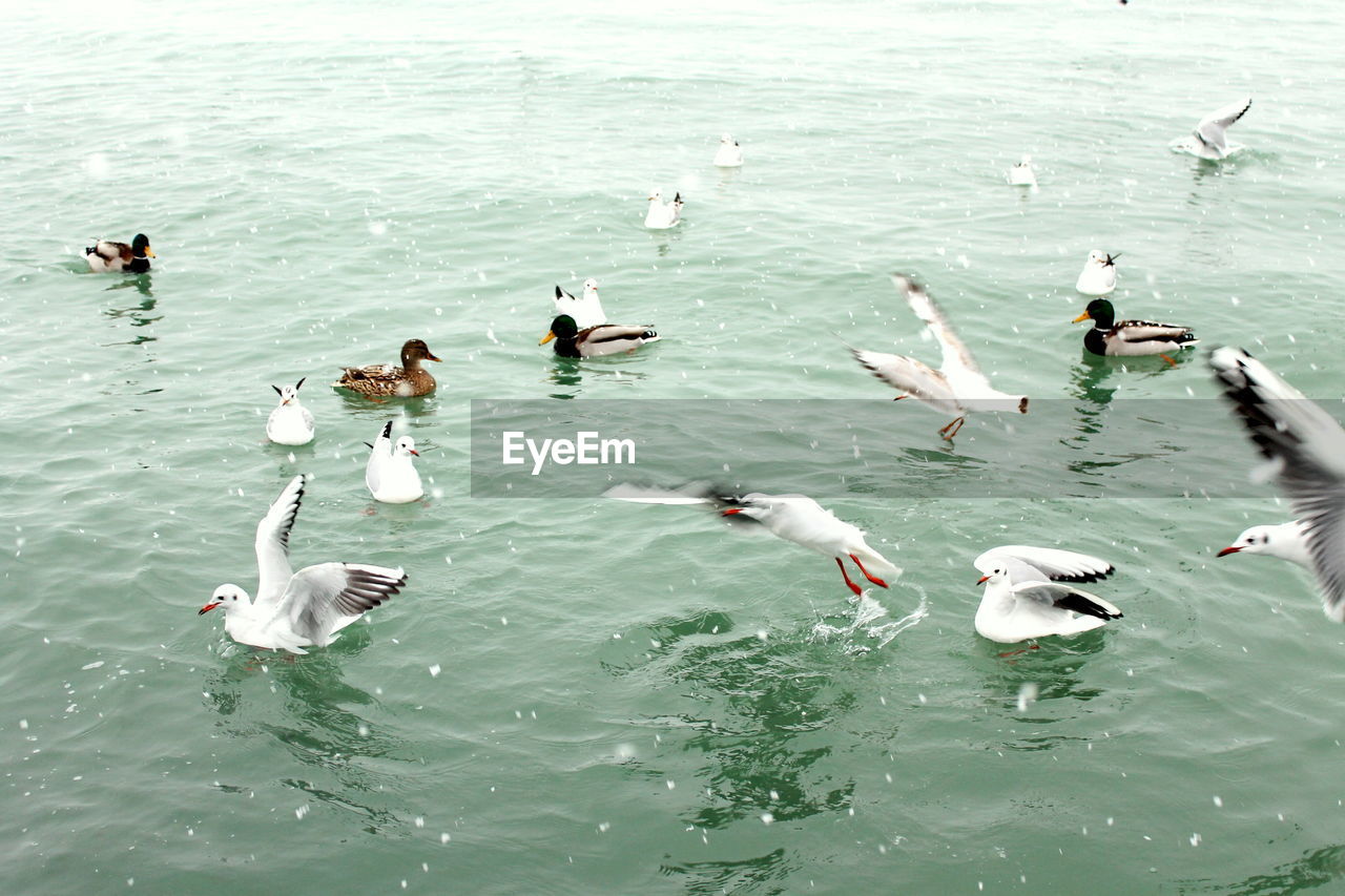 HIGH ANGLE VIEW OF SEAGULLS AND DUCKS IN LAKE