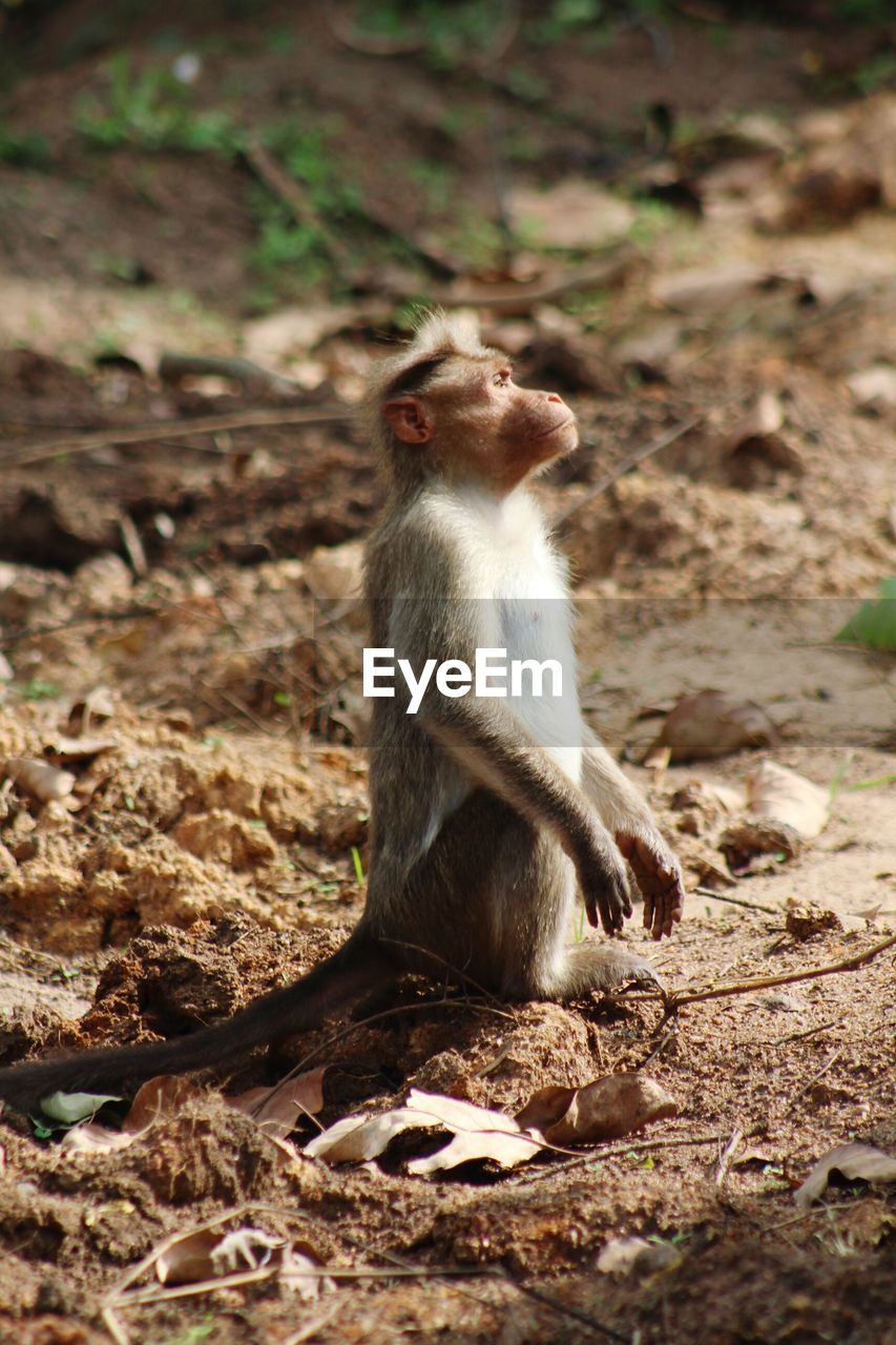 Monkey looking into distance