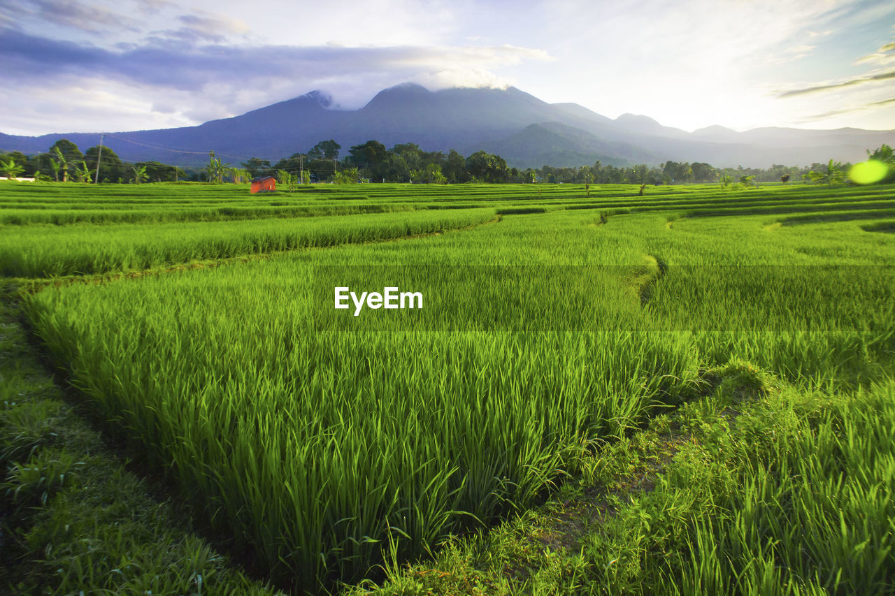 Morning sunrise at paddy fields in north bengkulu asia indonesia, beauty color and sky natural light