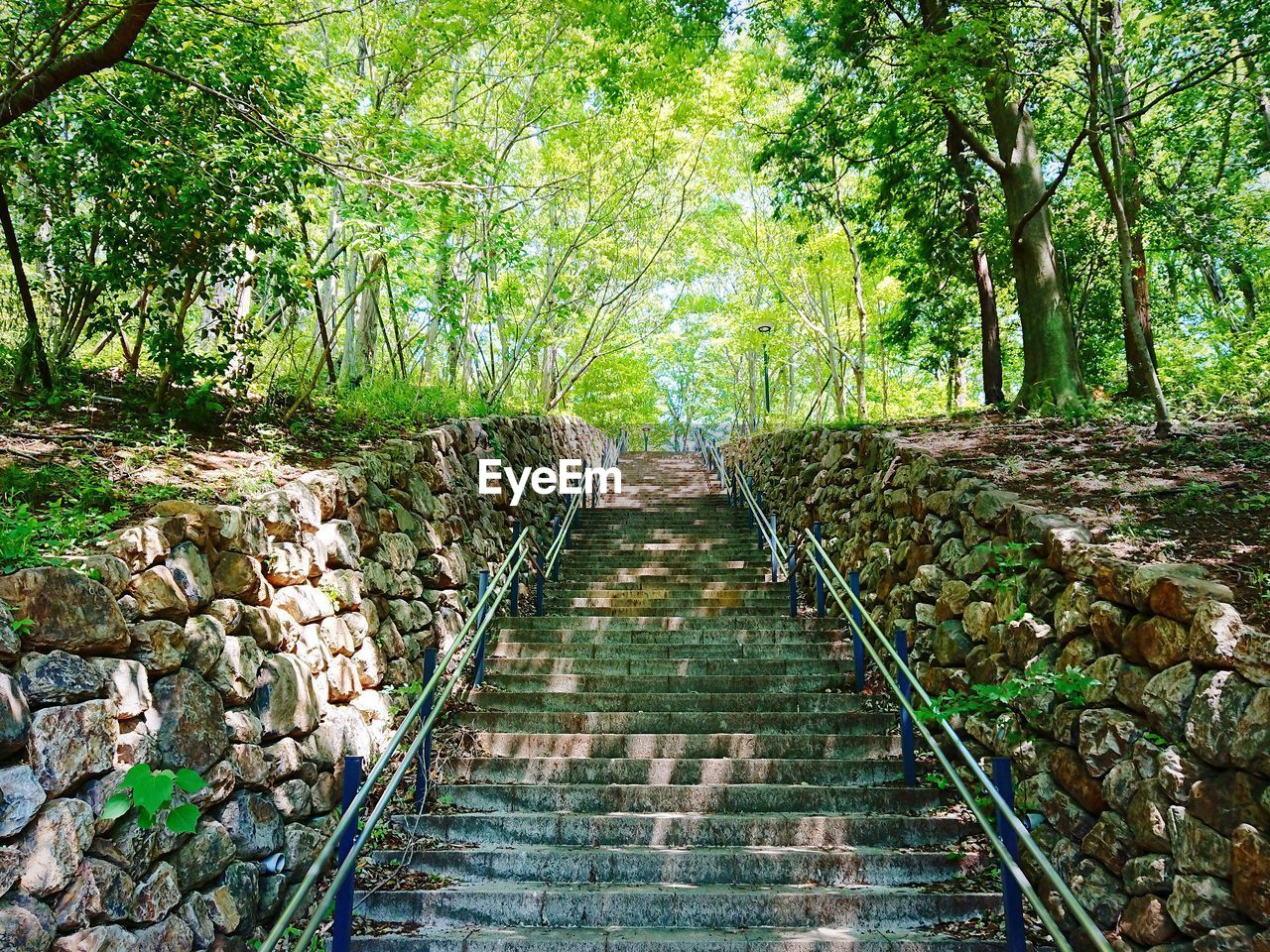 Footpath amidst trees in forest