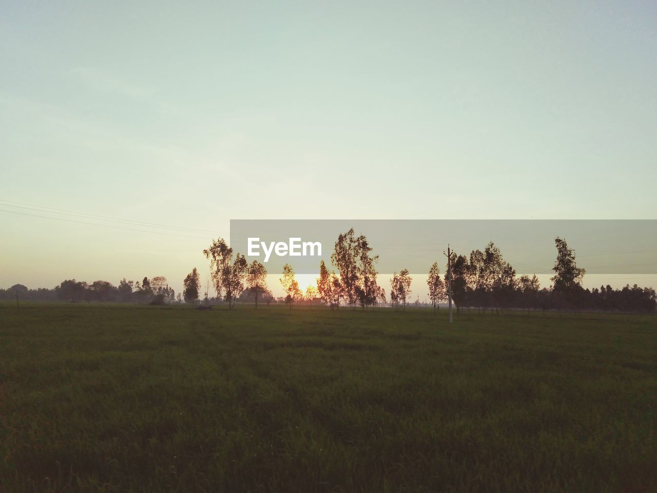 TREES ON FIELD AGAINST SKY