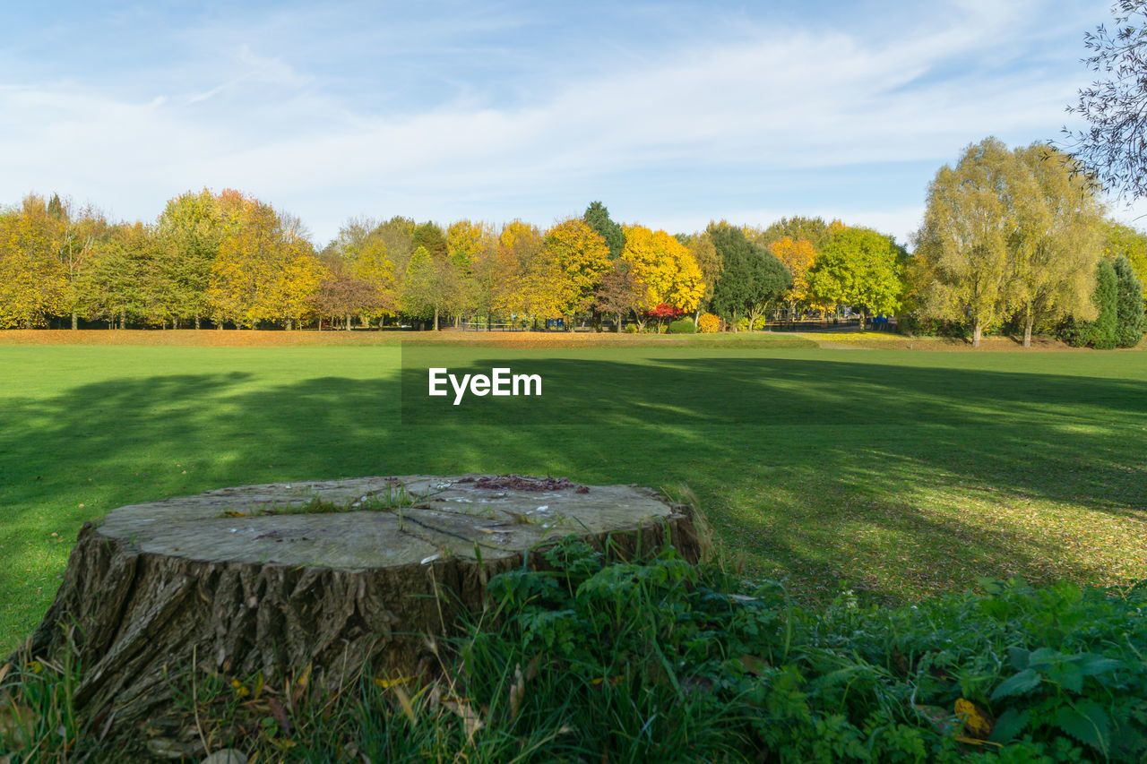 SCENIC VIEW OF TREES ON FIELD AGAINST SKY