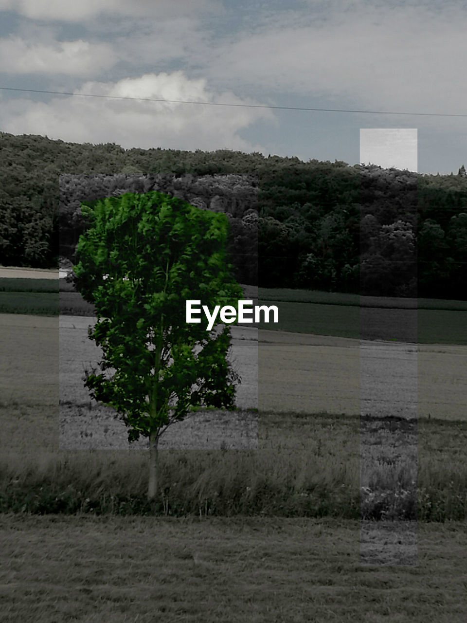 TREES WITH BUILDINGS IN BACKGROUND