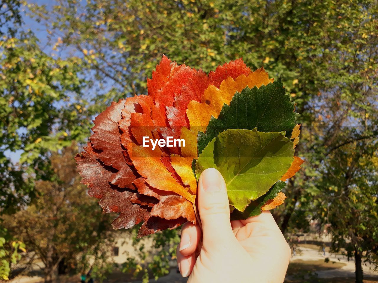 Close-up of hand holding leaves against trees during autumn