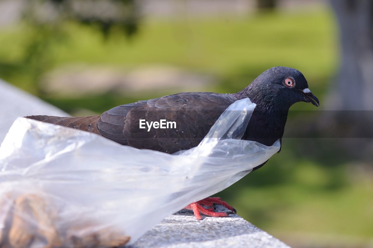 Pigeon with plastic bag