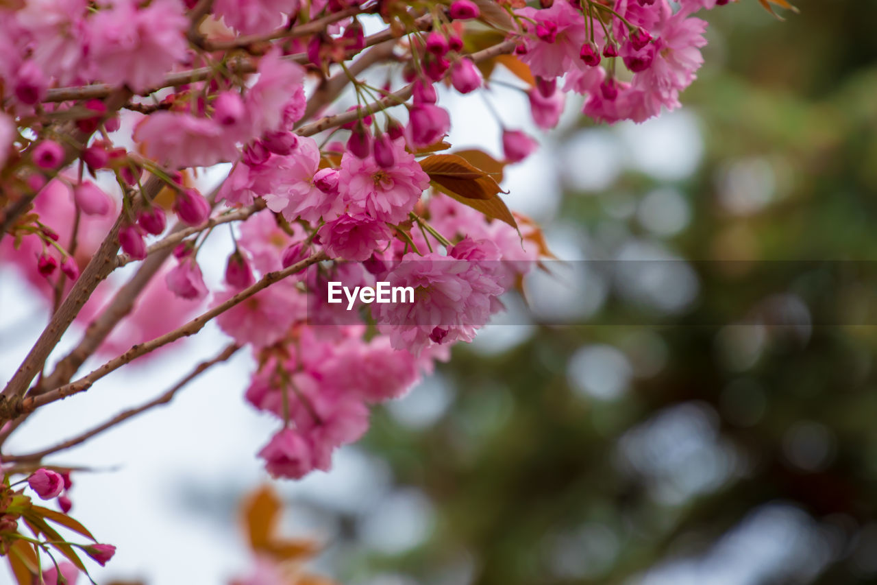 CLOSE-UP OF PINK CHERRY BLOSSOMS ON TREE