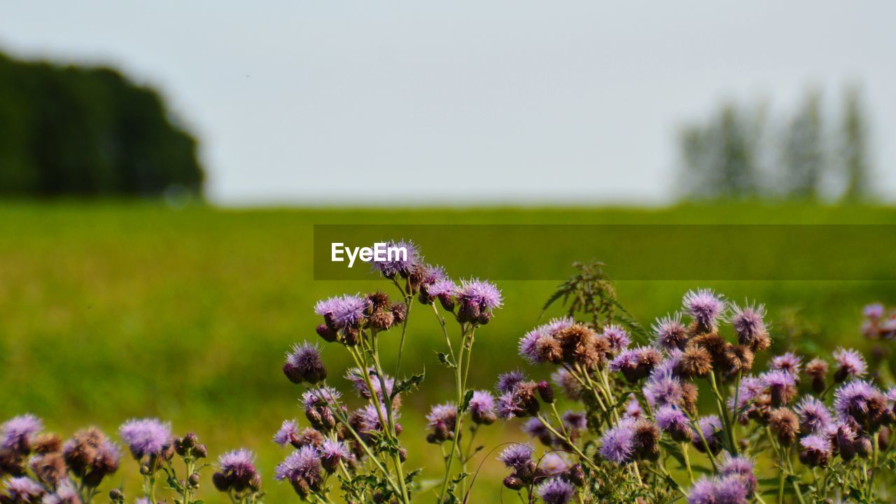 Close-up of purple flowering plants on field