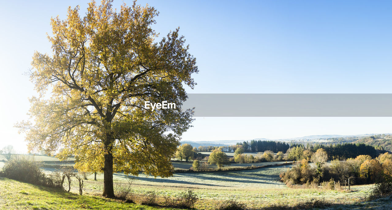 plant, tree, landscape, sky, nature, environment, scenics - nature, autumn, beauty in nature, sunlight, tranquility, tranquil scene, no people, field, clear sky, land, rural scene, grass, day, growth, sunny, non-urban scene, rural area, blue, outdoors, leaf, hill, flower, agriculture, green, idyllic, meadow, copy space, shadow