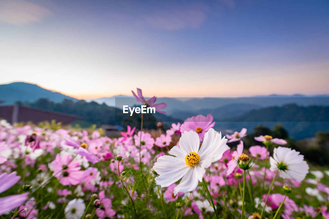 Close-up of pink cosmos flowers on field