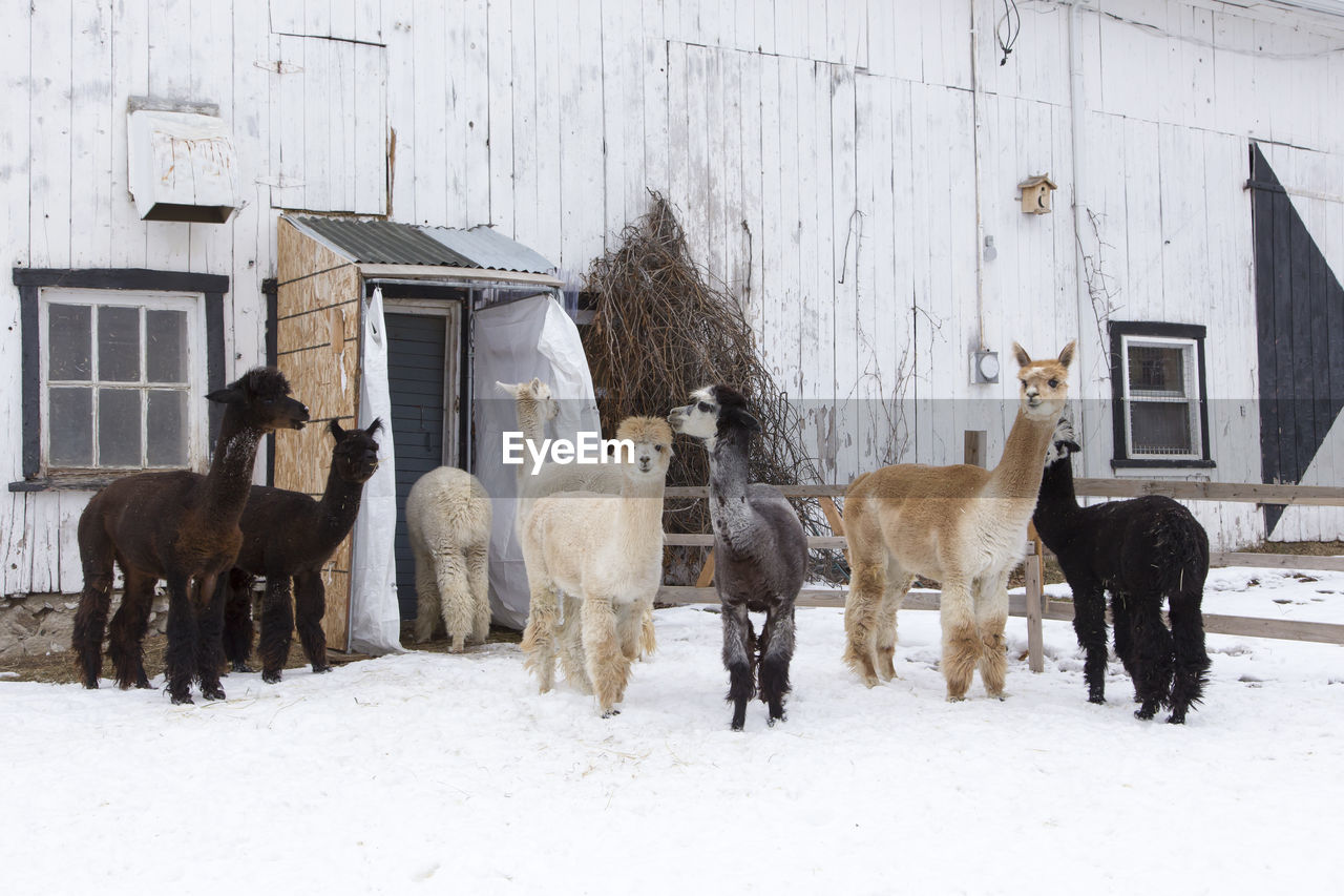 Group of different coloured alpacas standing in a pen covered in fresh snow 