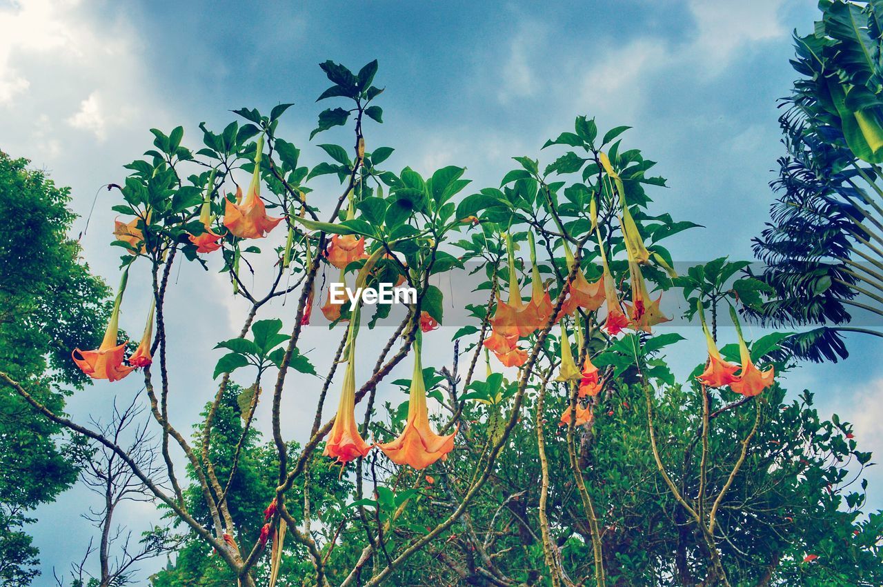 LOW ANGLE VIEW OF FRUIT TREE AGAINST SKY