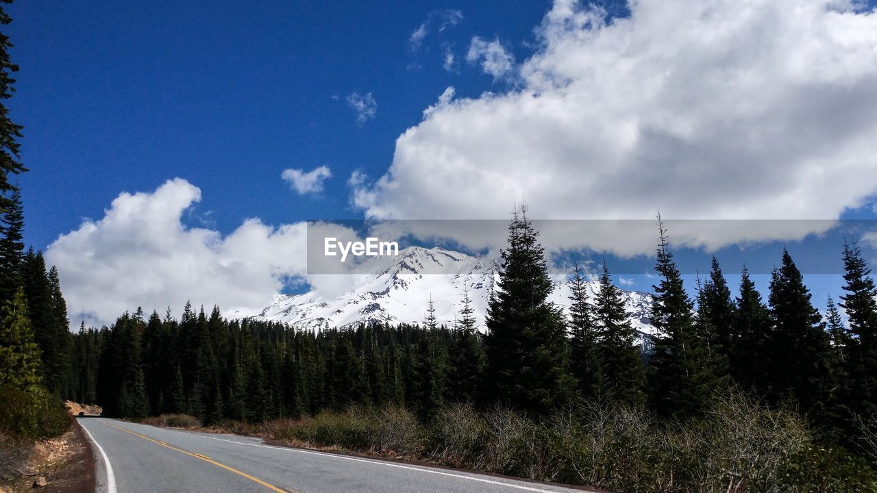 Panoramic shot of pine trees against sky
