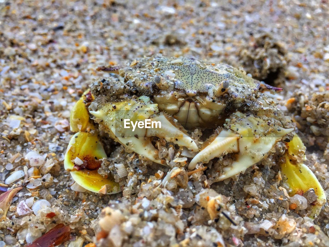CLOSE-UP OF CRAB ON THE BEACH