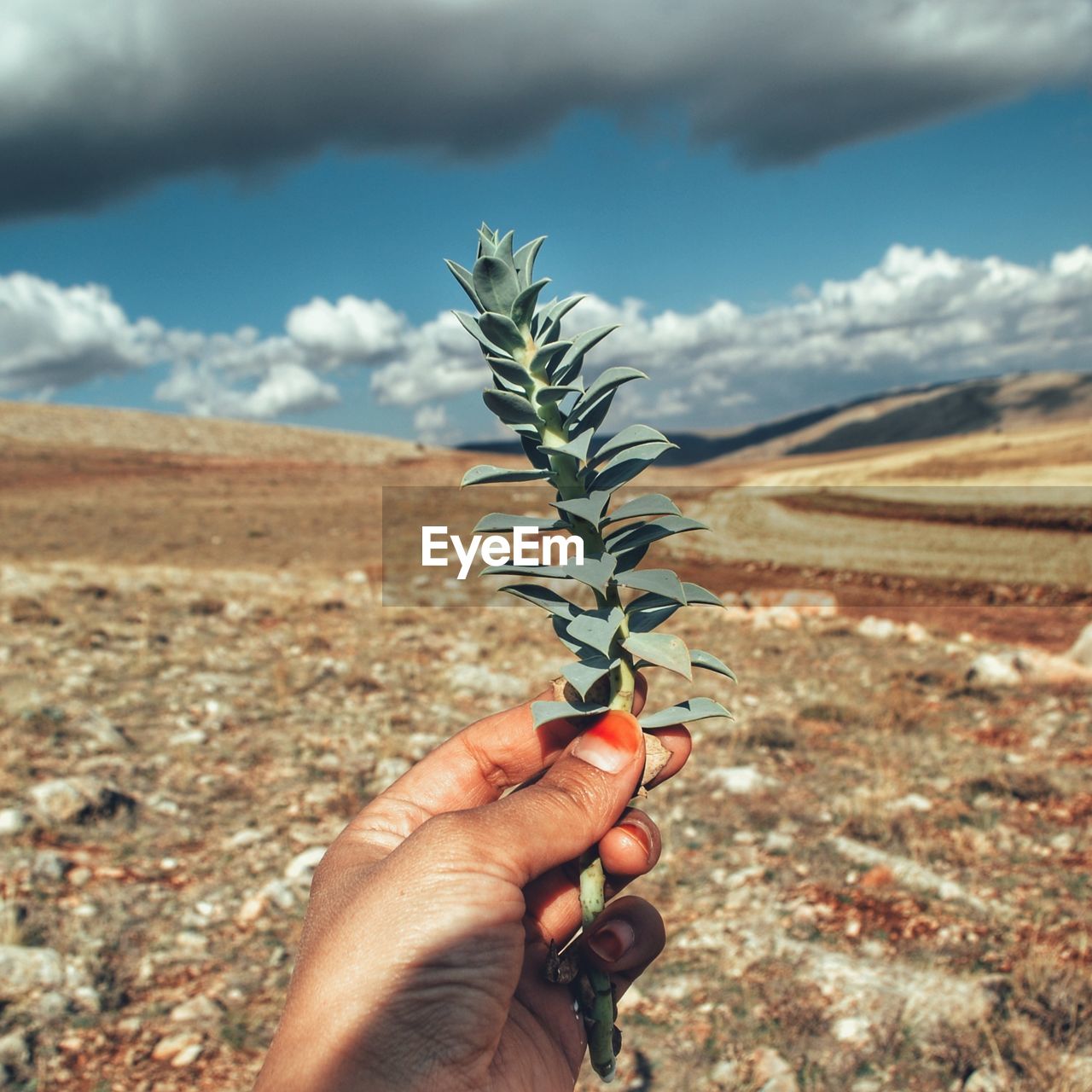 Hand holding plant on field against sky