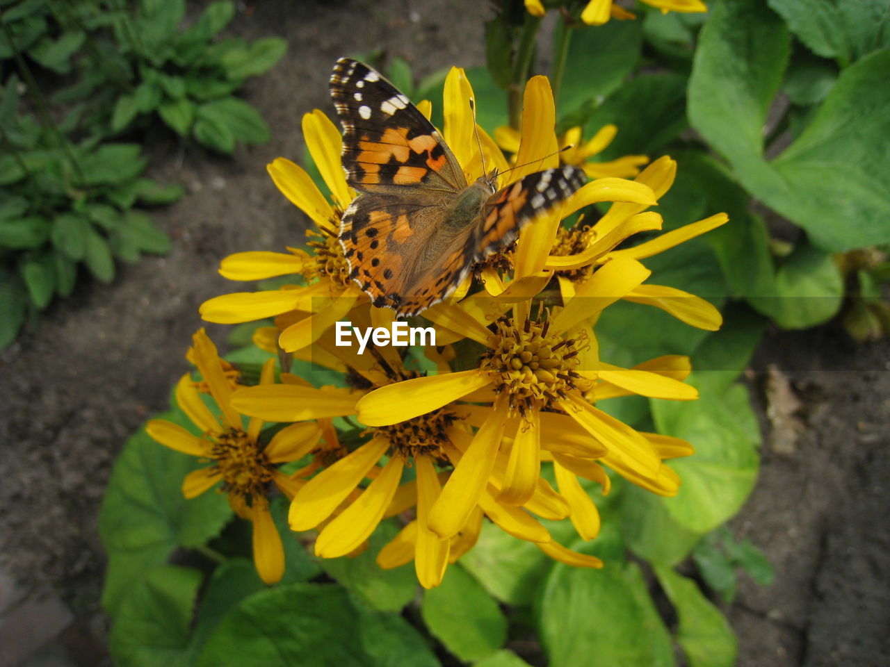 CLOSE-UP OF BUTTERFLY ON YELLOW FLOWER