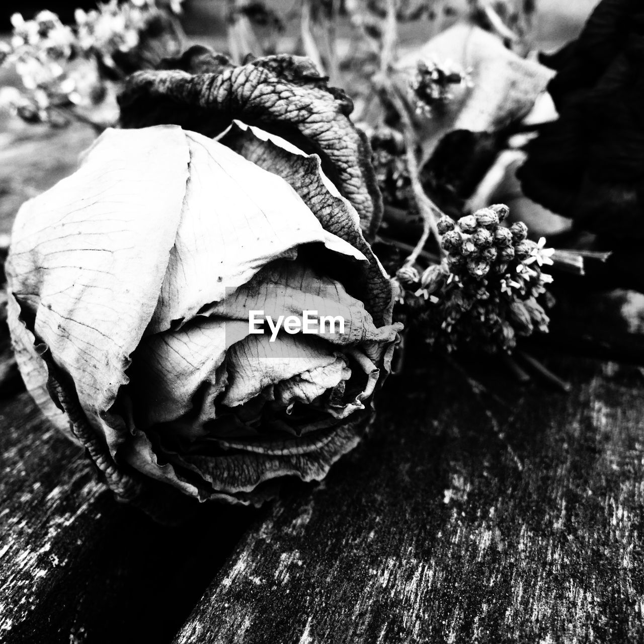 Close-up of dry rose