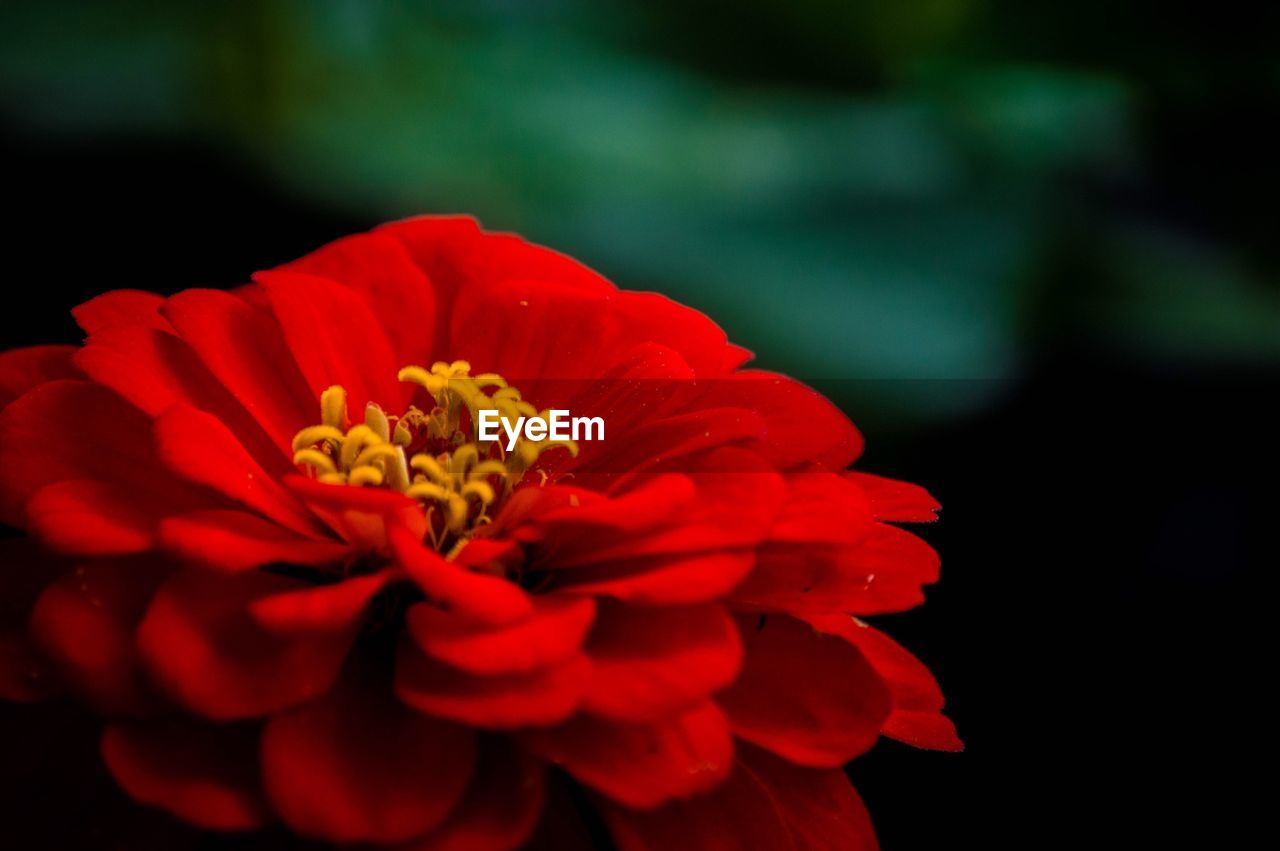 Close up of red flower