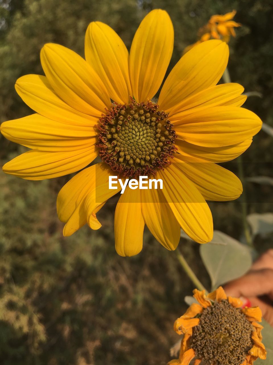 Close-up of sunflower blooming outdoors